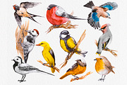 Watercolor Russian Birds, an Animal Illustration by Anna Faun (Thumbnail 3 of 4)