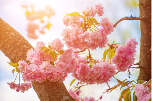 Sakura flowers blooming, spring, a Nature Photo by Nature and travel