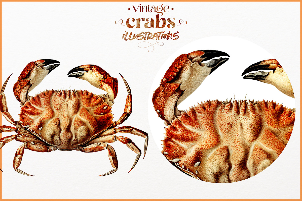 Vintage Crab illustrations, an Animal Illustration by Natalka Dmitrova art (Photo 12 of 12)