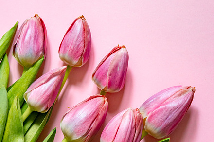pink tulips on pink