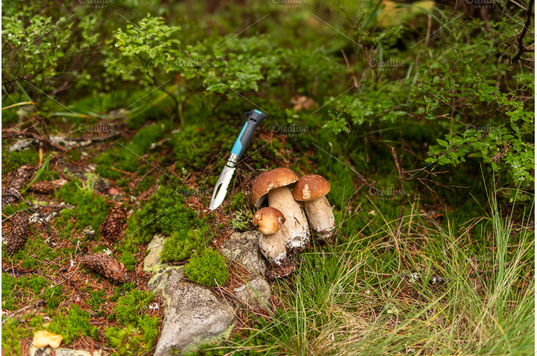 Three fresh porcini mushrooms with, a Nature Photo by Stockphoto by vzwer