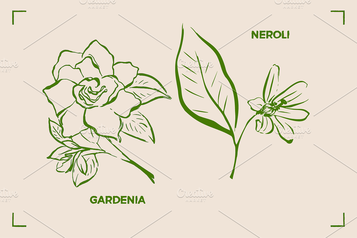 AROMATHERAPY (26 illustrations), a Healthcare Illustration by Bonfloret Studio (Photo 4 of 11)