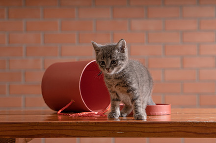 Little gray kitten plays