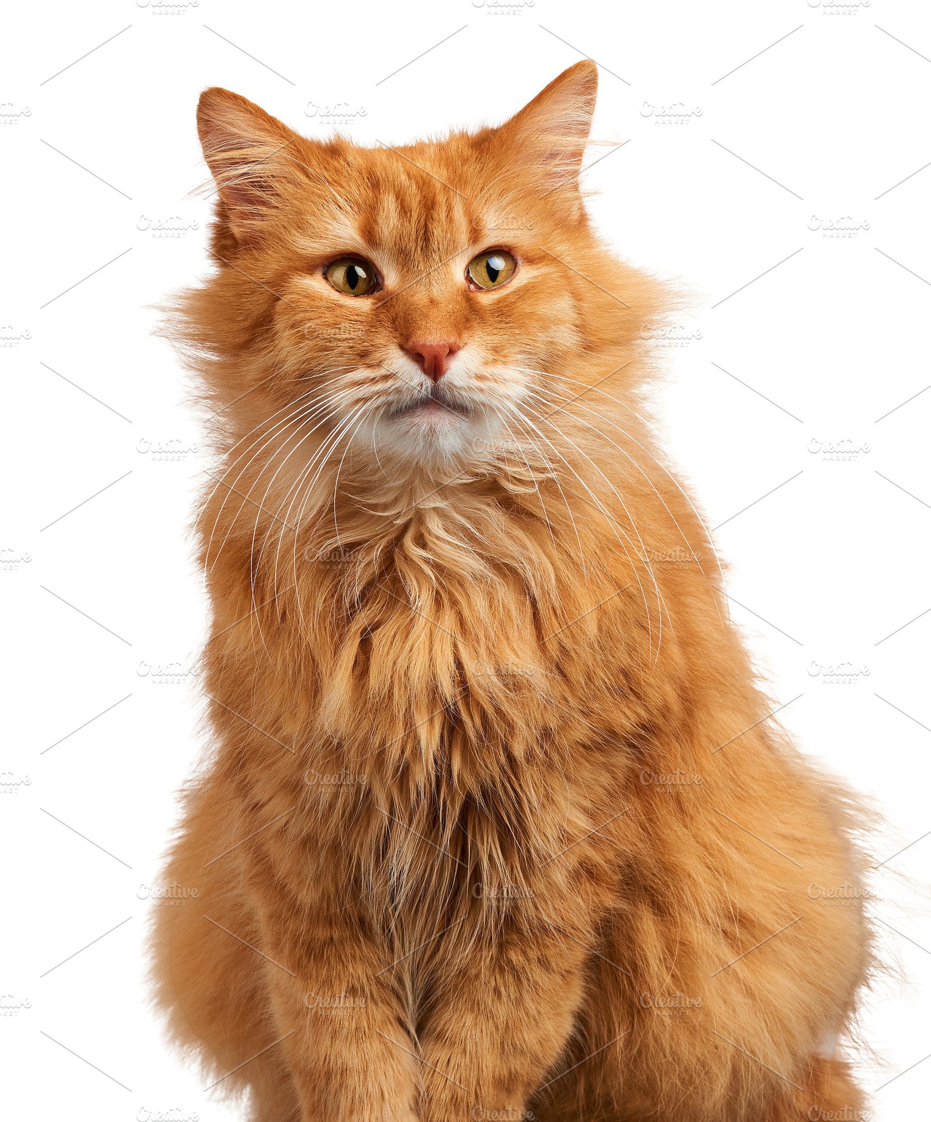 Adult red fluffy cat sitting on isolated background, an Animal Photo by ndanko