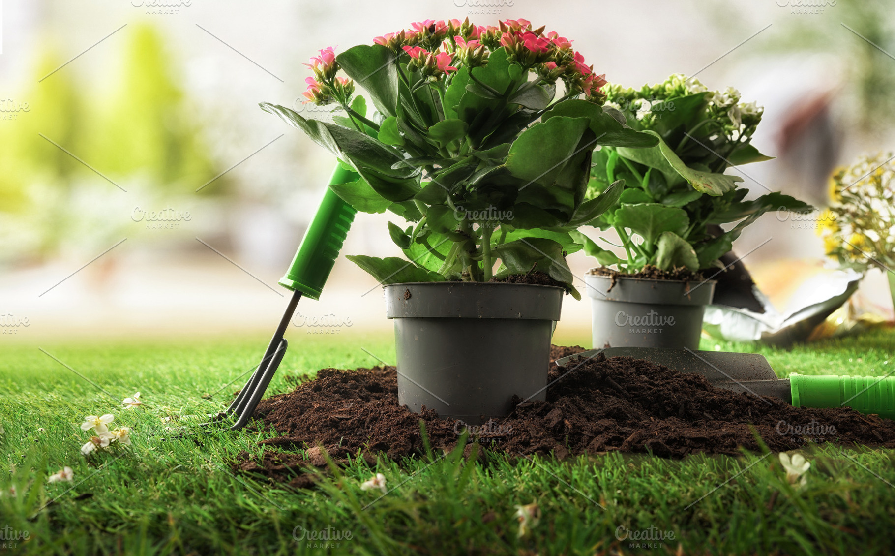 Flowering Plant Ready for Garden Transplant, a Nature Photo by Davizro's Market