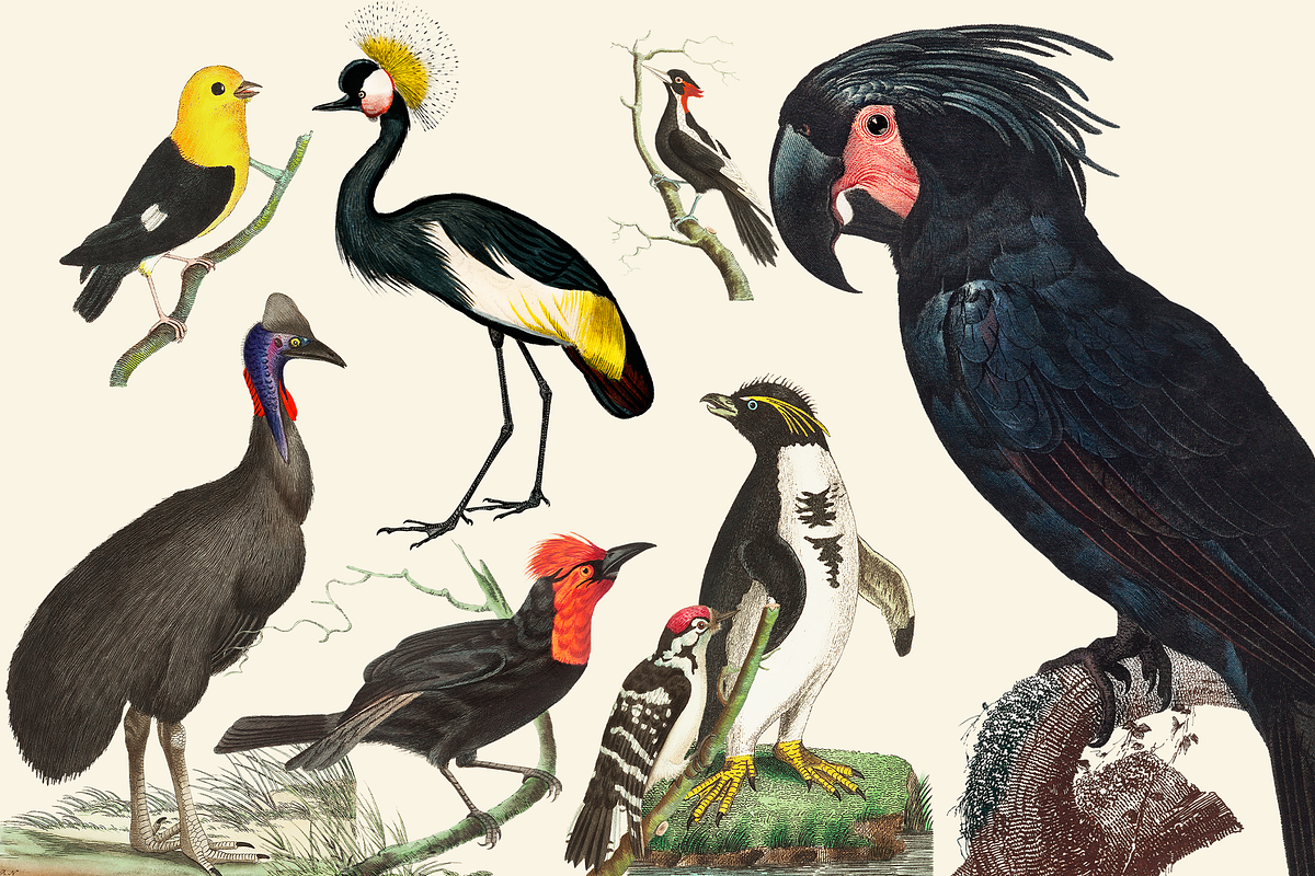 Black Birds Collection, an Animal Illustration by Lilithcollageart (Photo 5 of 7)