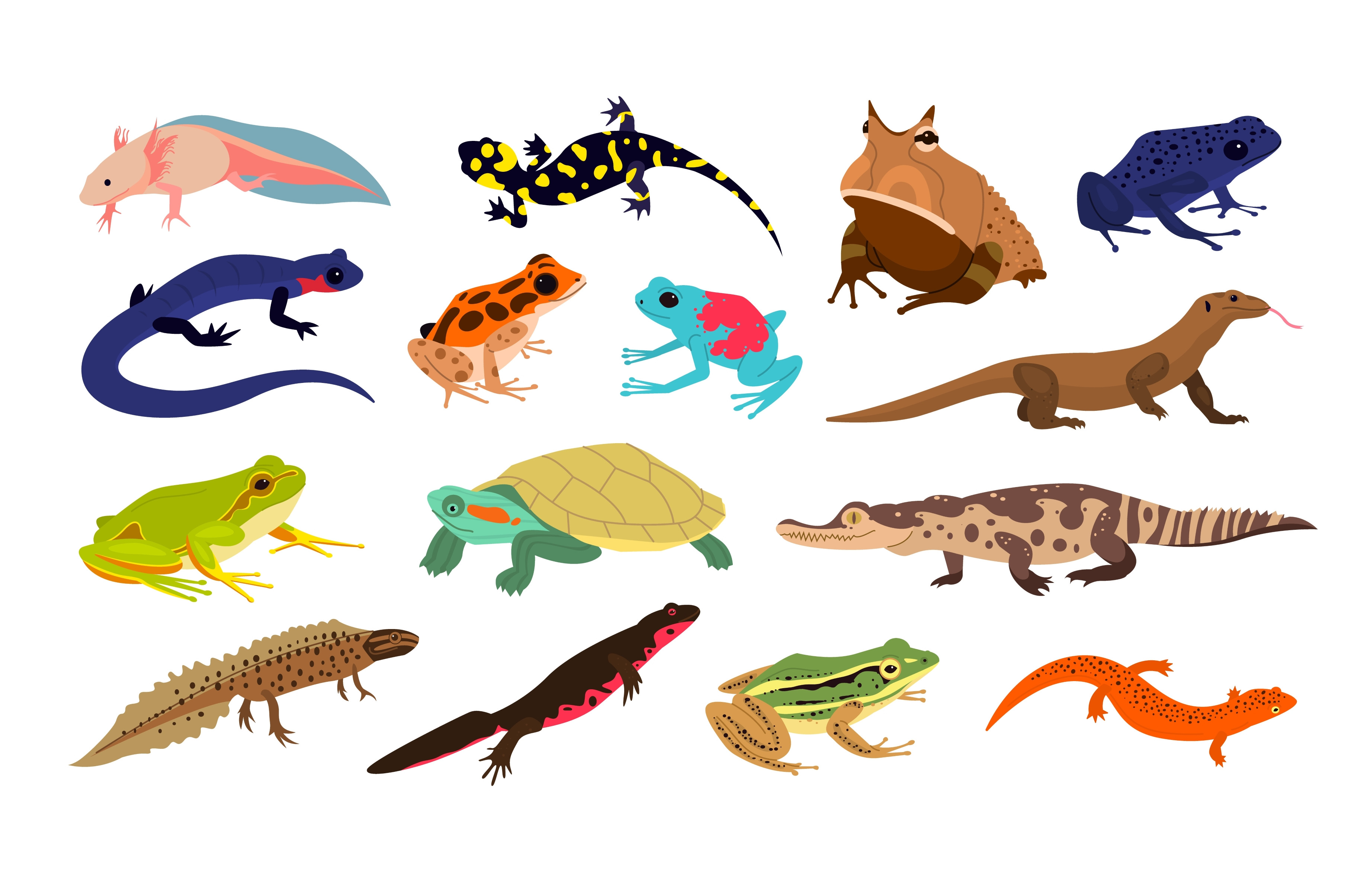 Tropical reptiles. Exotic animals, an Animal Illustration by YummyBuum