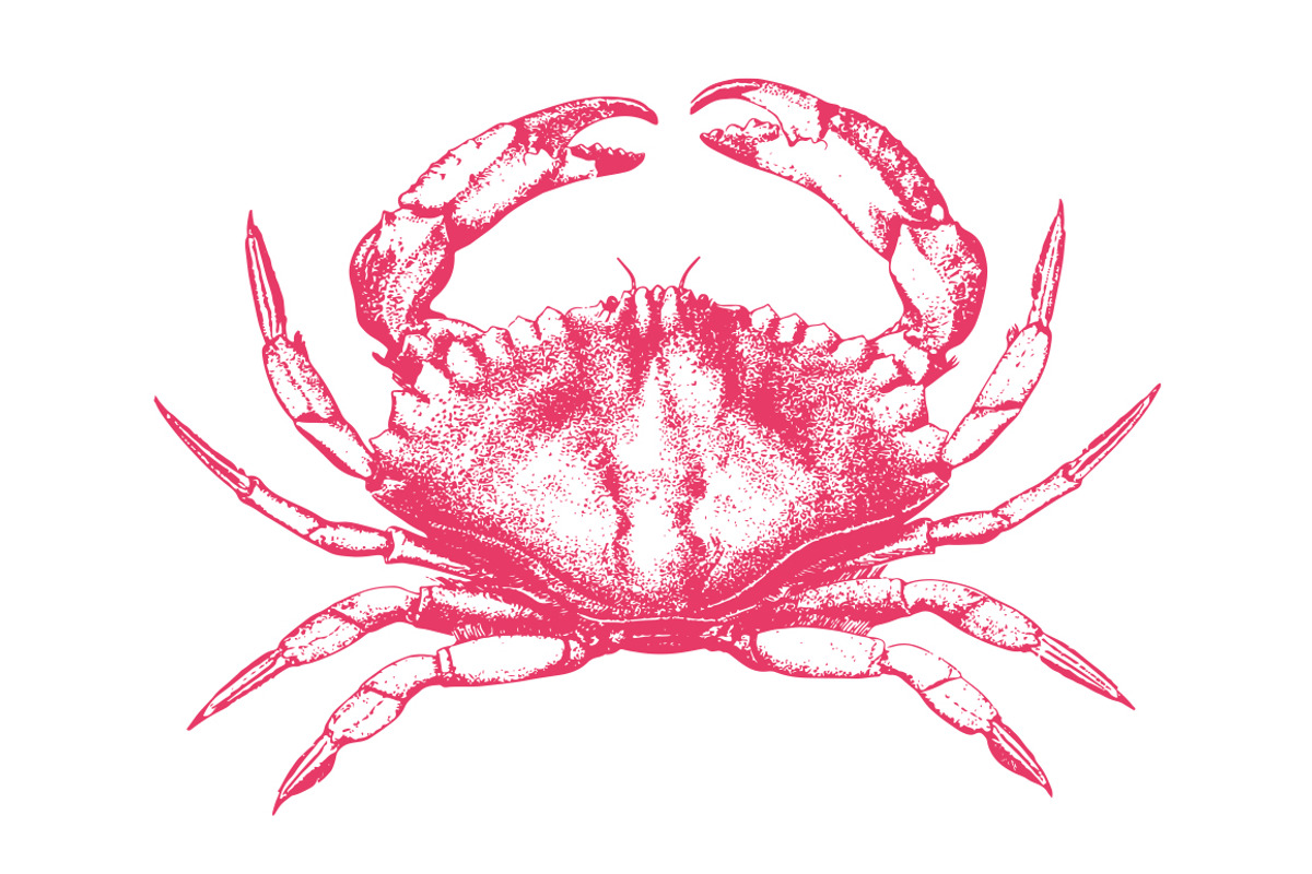 Vector Crab Illustration, a Food Illustration by Theresa Barba