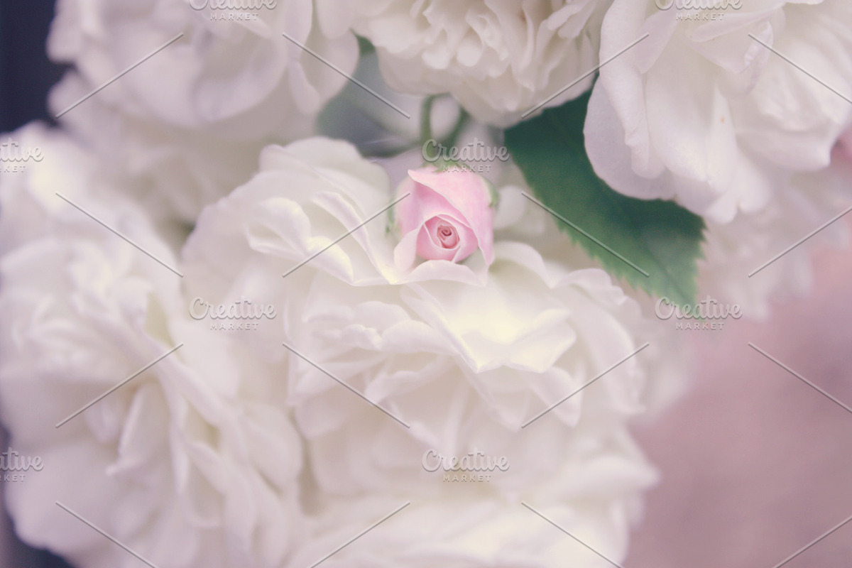 White roses, pink rose bud, a Nature Photo by The Free Creatives (Photo 2 of 2)