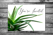 Succulents -Real Haworthia Specimens, an Object Graphic by Turning Moss (Thumbnail 8 of 9)