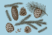 Vector fir branches, a Decorative Illustration by natadanko (Thumbnail 3 of 4)