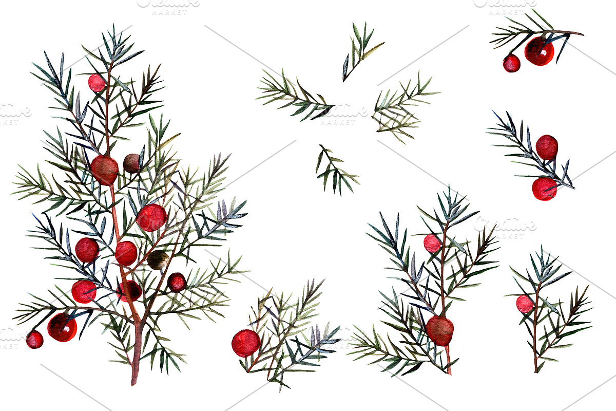 Watercolor juniper berries clipart, an Object Illustration by FleurArt (Photo 4 of 6)