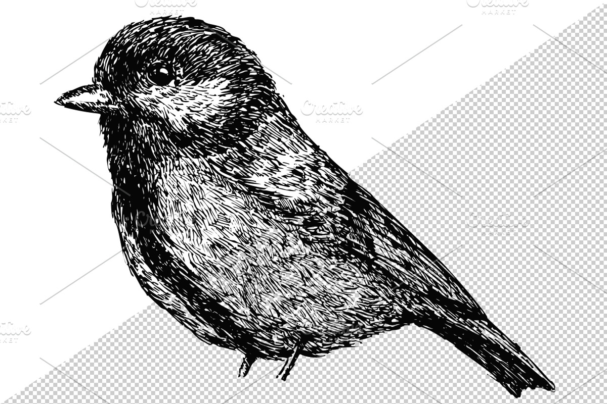 Sketches of birds, an Animal Illustration by CGterminal (Photo 3 of 3)