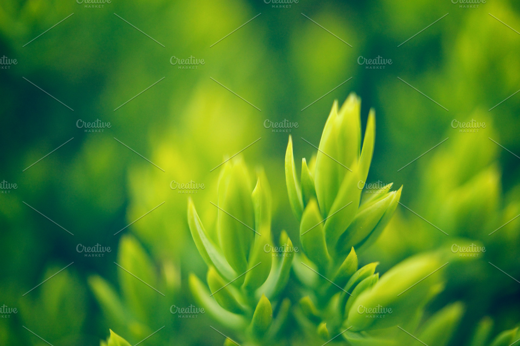 Green Stock Photograph