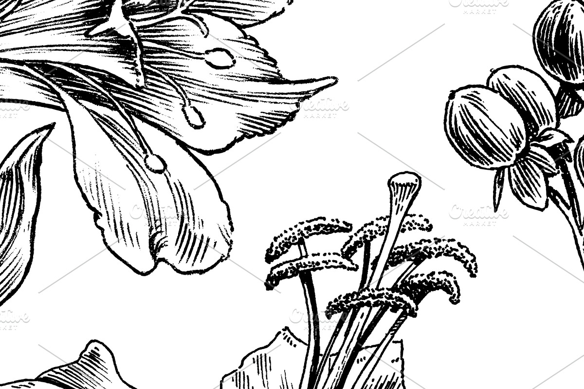 Ink flower set, a Decorative Illustration by RasterBird (Photo 2 of 10)