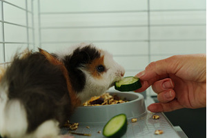 In a cozy corner, a curious guinea, an Animal Photo by darksoul72
