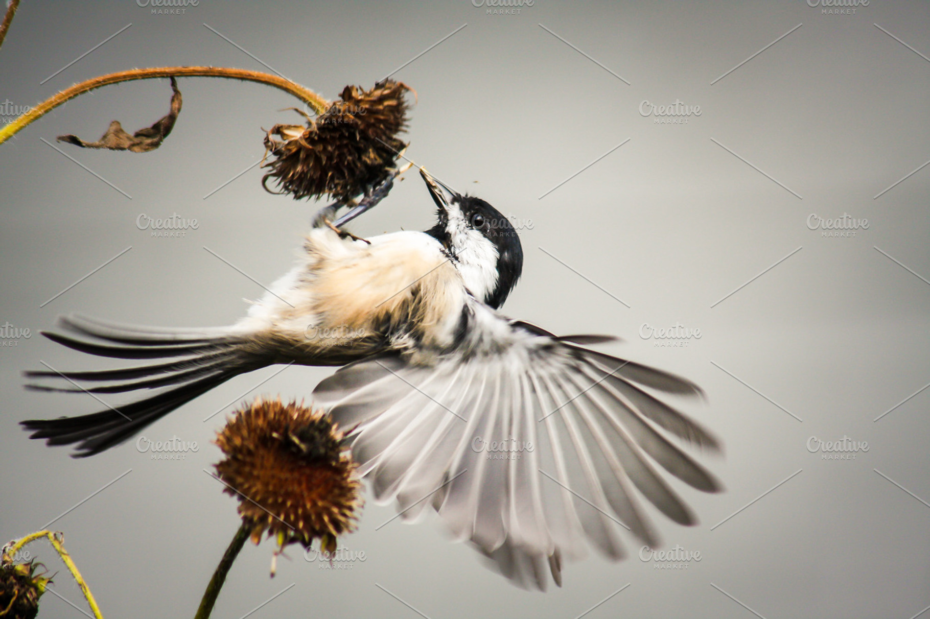 Black-Capped Chickadee Bird, an Animal Photo by Nancy Hebert Photography