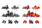 Fresh berries, a Food Illustration by handsketched (Thumbnail 10 of 21)