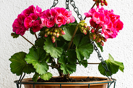 Geranium in Hanging Flower Pot