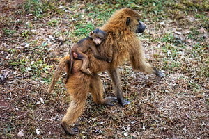 Baboon walking with her baby on her, a Photo by Perpis