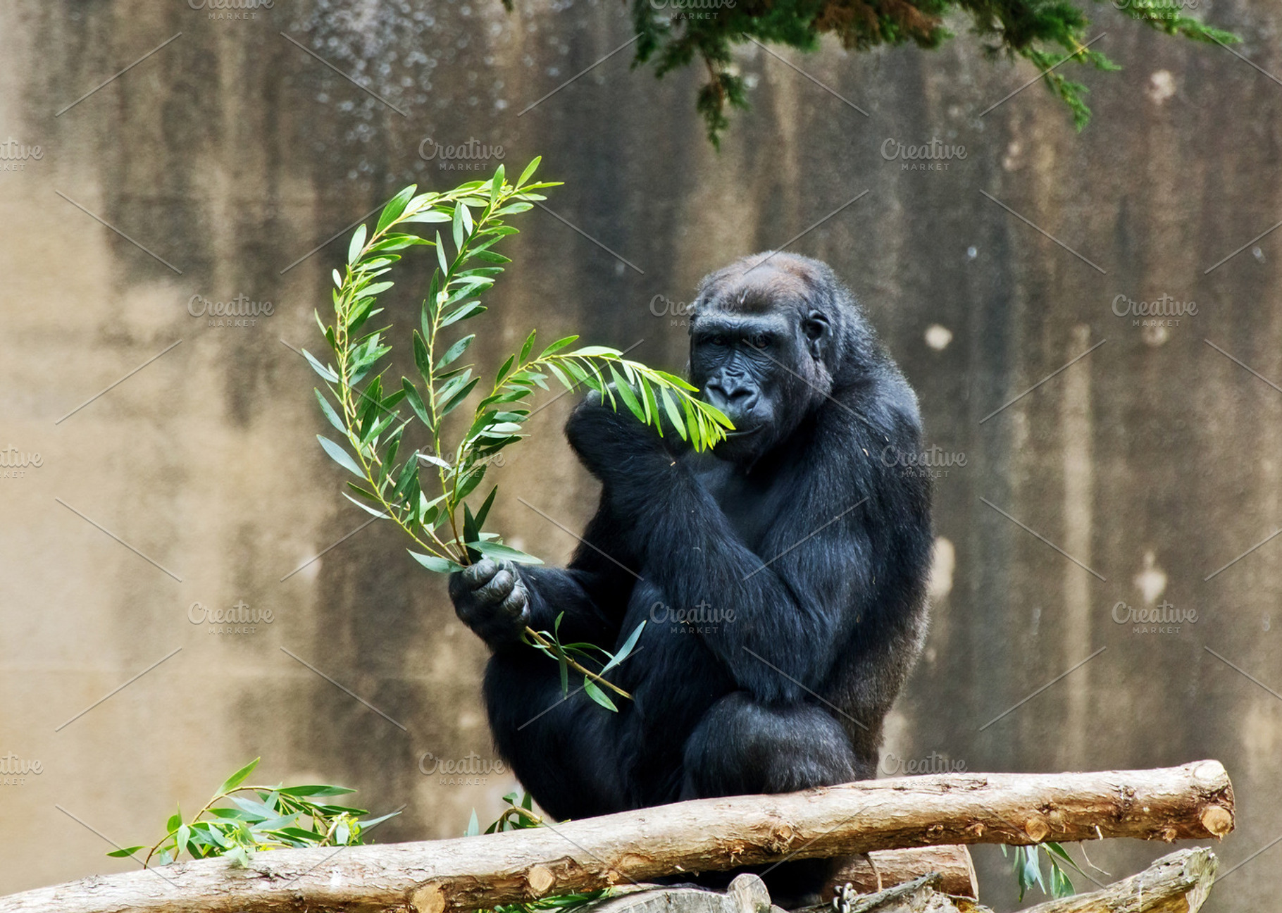 Silver Backed Gorilla Eating