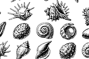 Vintage Seashell Collection, an Object Graphic by RT Studio (Thumbnail 4 of 4)
