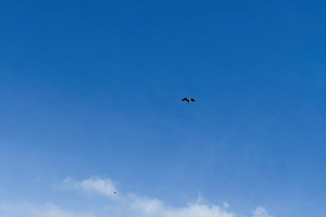 Bird flying beneath a blue sky with spread-out clouds, a Photo by AS photostudio
