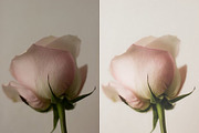 The Limelight Collection | Lightroom, an Action Add-On by monica-aguinaga (Thumbnail 4 of 5)