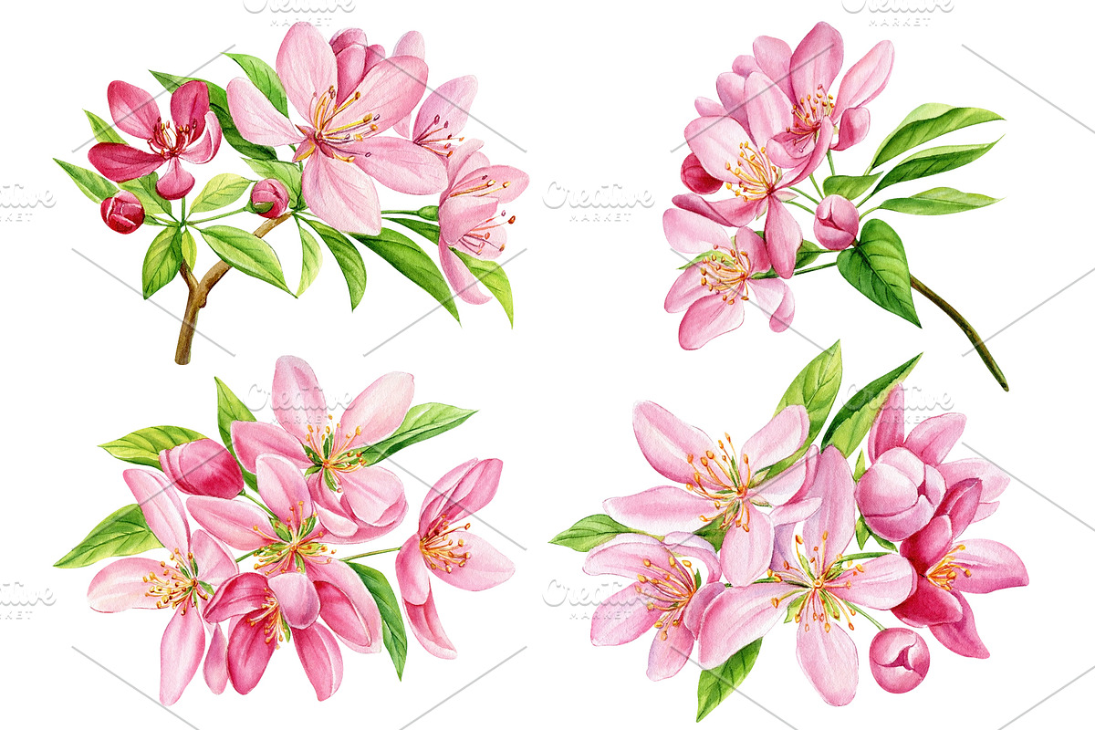 Watercolor Cherry blossom Sakura, an Object Illustration by Hanna Hryharenka (Photo 3 of 8)