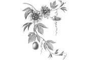 Passion Flower Pencil Illustration, an Illustration by Anna Repp Illustration (Thumbnail 5 of 7)