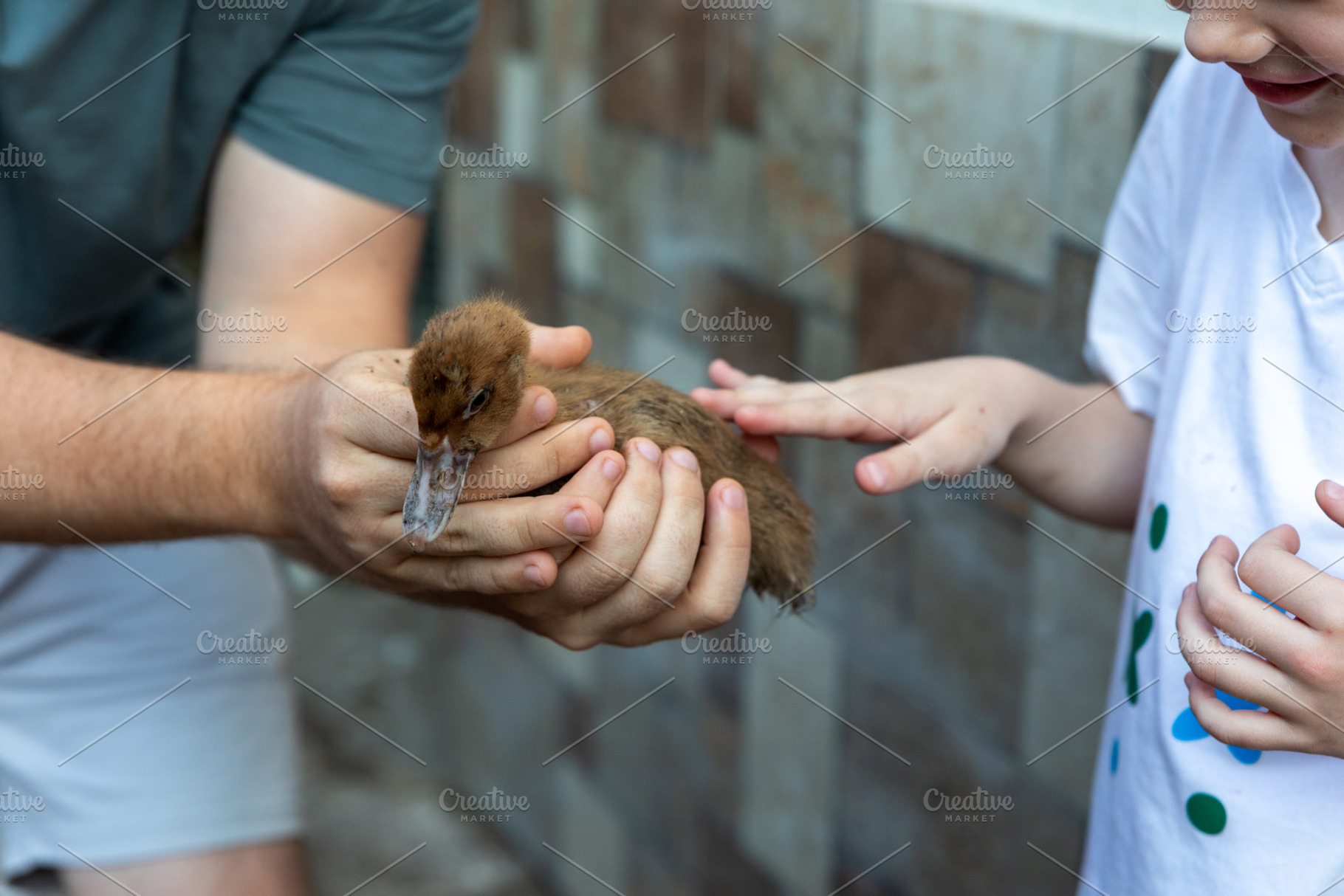 Child Petting Baby Duckling, a Person Photo by Ales Munt