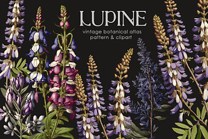 "Lupine. Vintage botanical atlas"