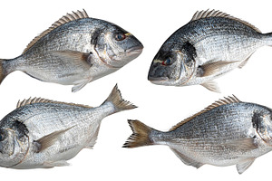 Fresh dorado fish isolated on white