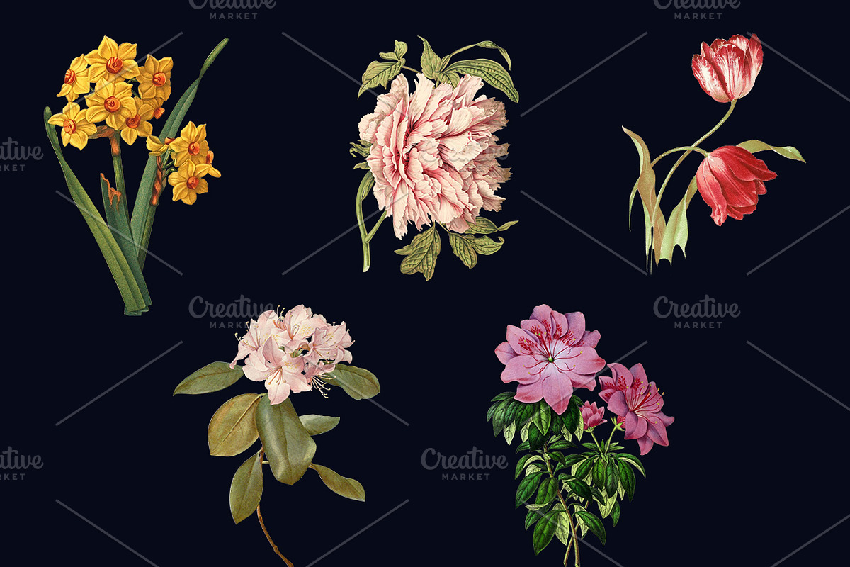 5x Isolated Flower Illustration (01), an Object Graphic by Europe.graphics (Photo 7 of 7)