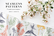 Medicinal Herbs Vector Bundle, a Healthcare Illustration by Yevheniia (Thumbnail 5 of 8)