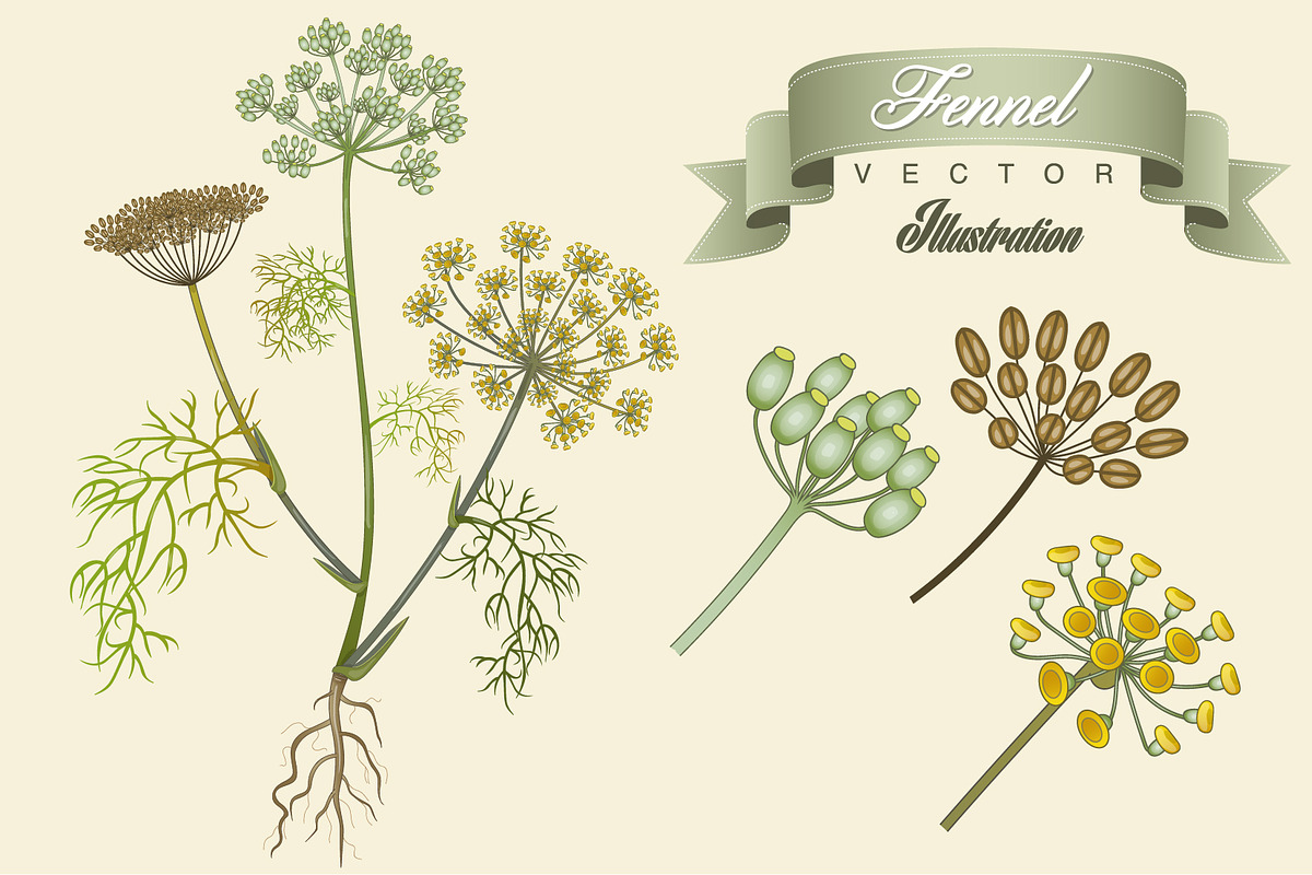 Fennel, a Healthcare Illustration by Vector Maker