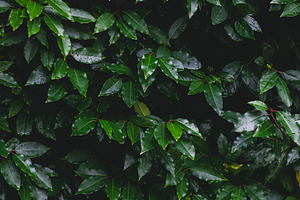 Moody Dark Green Leaves Stock Photo, a Nature Photo by René Jordaan Photography