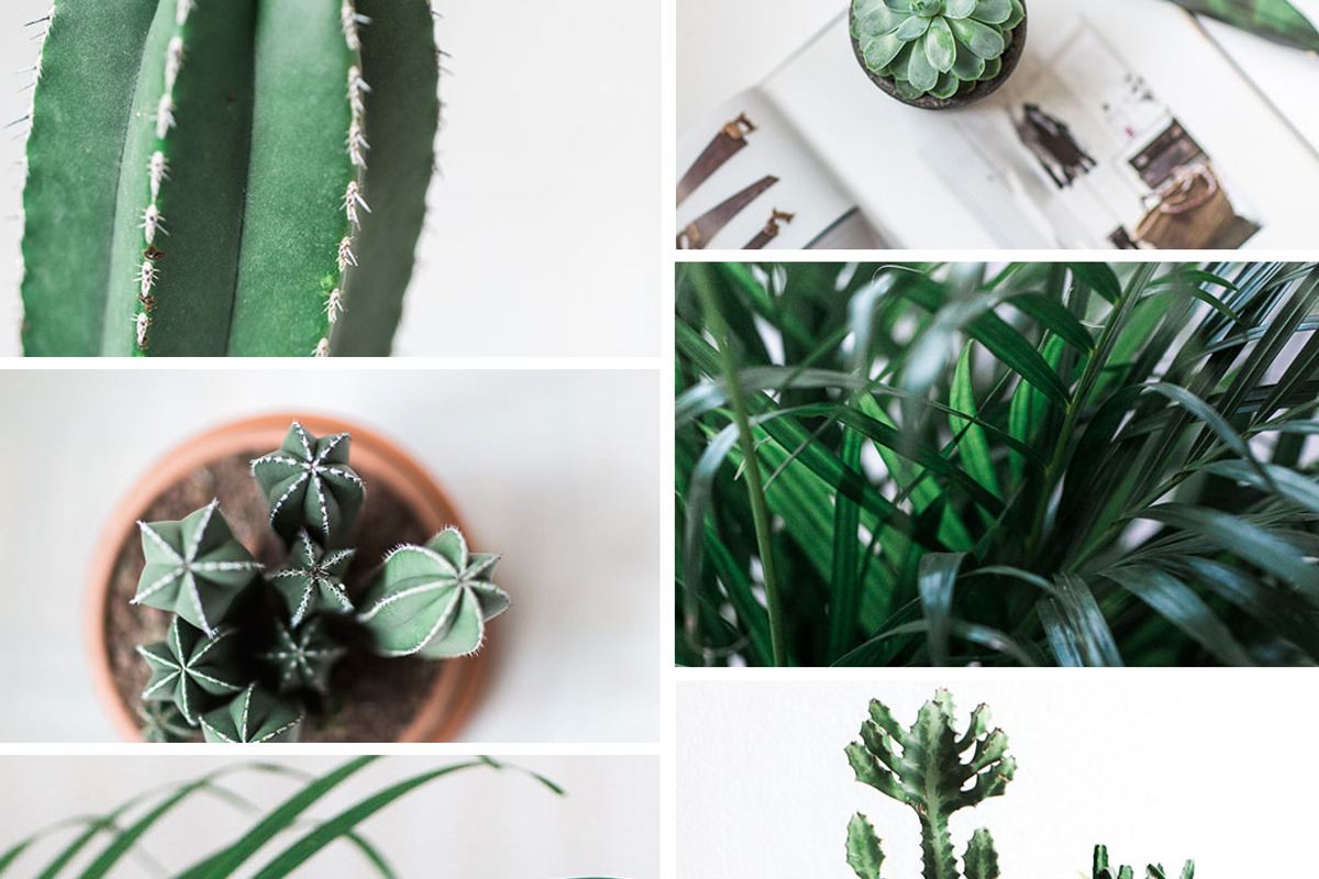 Plant series stock photos, a Nature Photo by Nellaino (Photo 4 of 6)