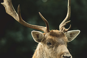 Minimalist Stag Antlers Portrait, an Animal Photo by René Jordaan Photography