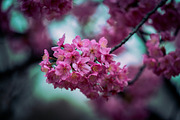 Japanese Cherry Blossom Photo Bundle, a Nature Photo by Silent Nature (Thumbnail 8 of 10)