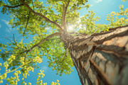 98 Trees view from below, a Nature Photo by Handmadefont (Thumbnail 78 of 98)