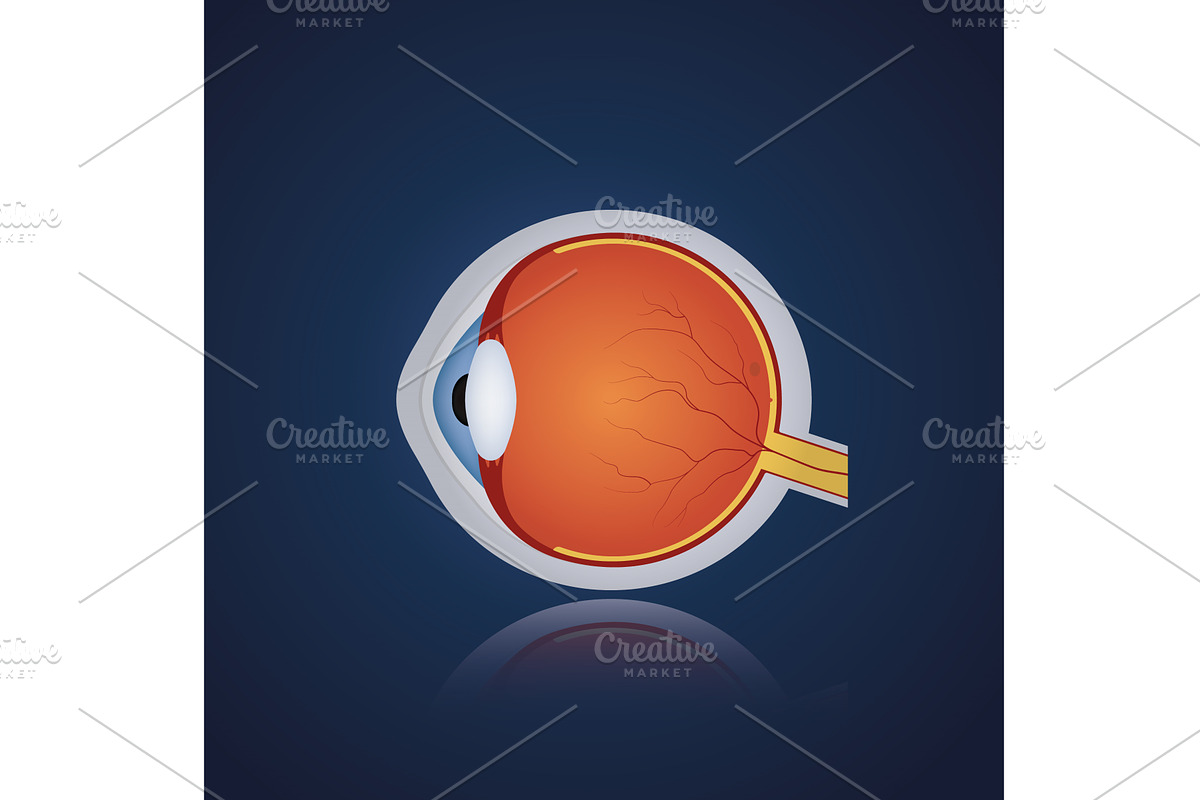 Structure of anatomy human eye, an Illustration by Vector Creator