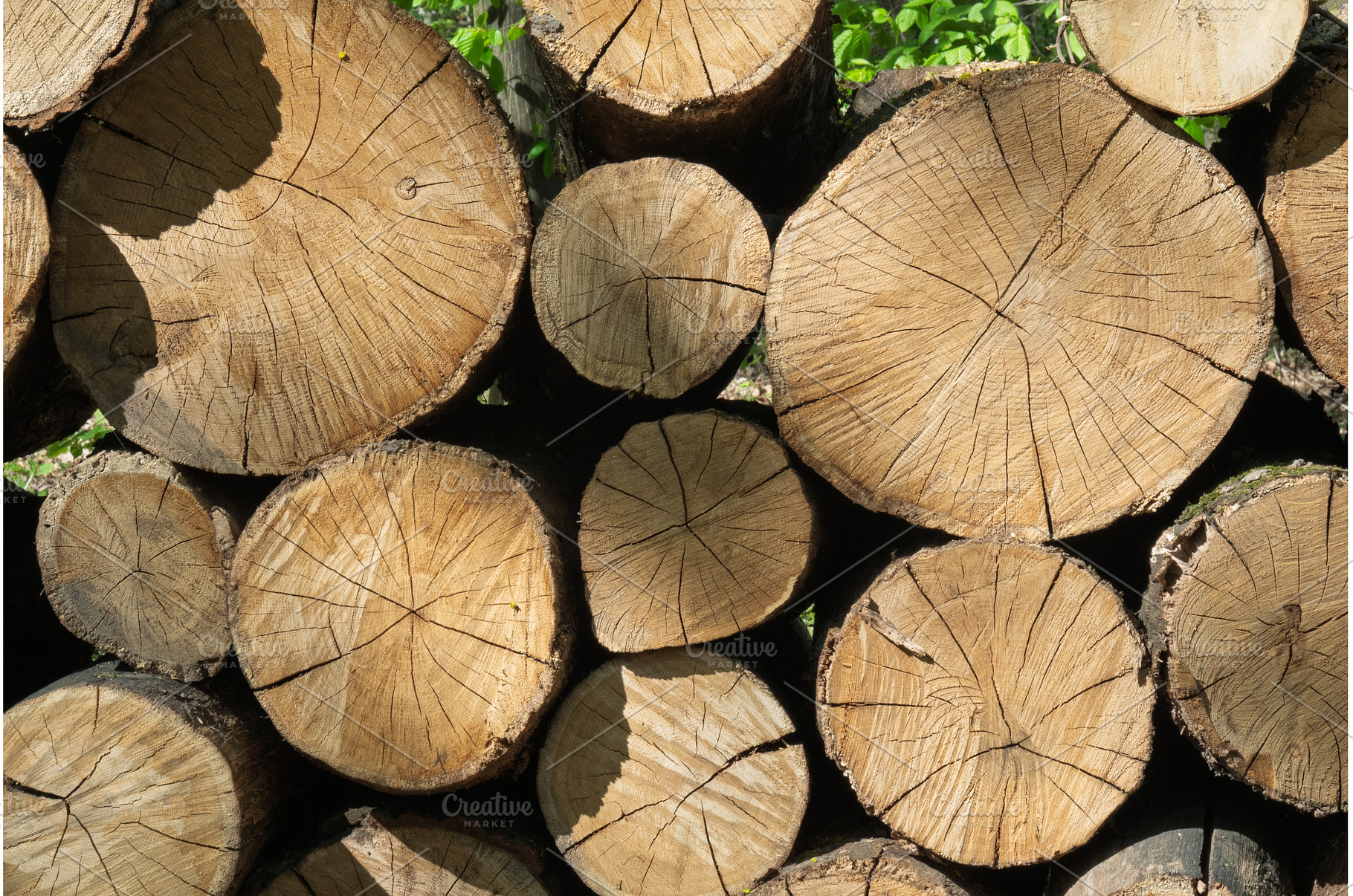 Detailed texture of tree trunks in, a Background Photo by Yaroslav Danylchenko