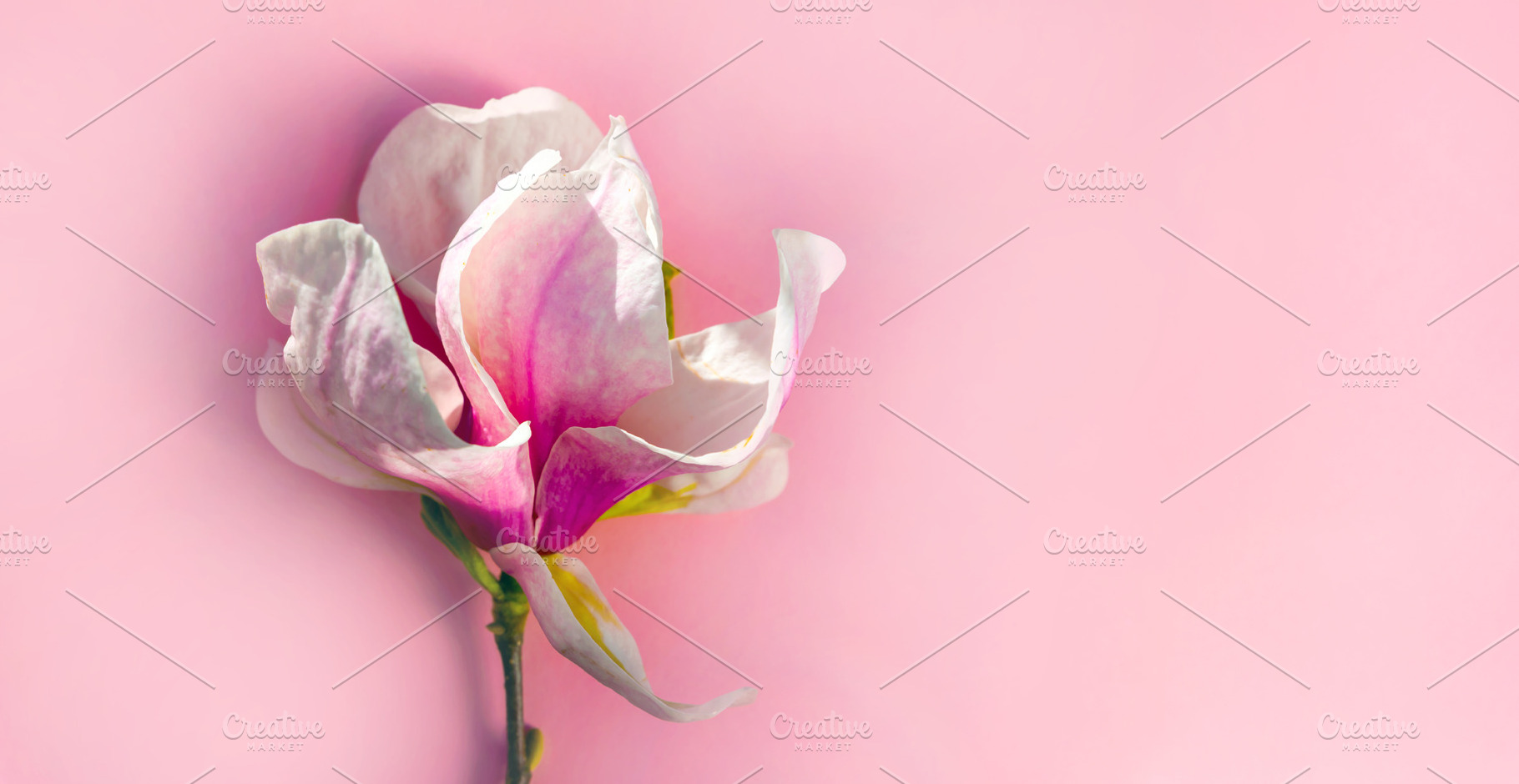 Close-up of a pink and white magnolia blossom on a pastel pink b, a Nature Photo by Ales Munt