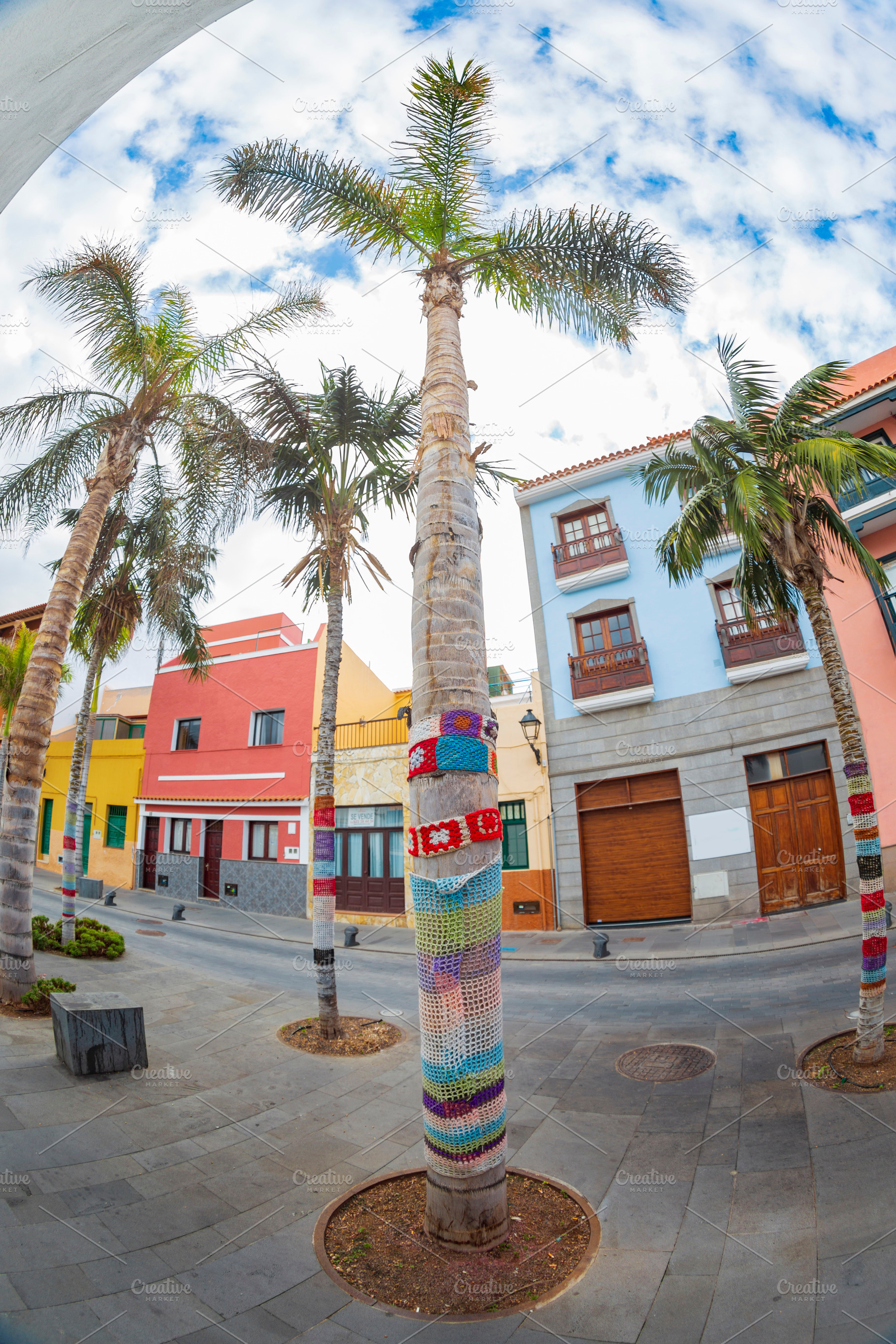 Centered view of palm tree with colorful knitted street art in P, a Photo by Pictures for you!!!!!!!!!