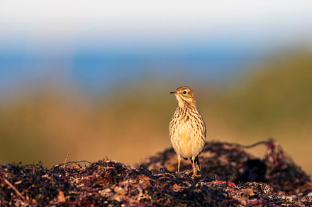 Meadow pipit perched  on the ground.