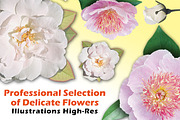 Peonies and white  roses, an Object Graphic by Adamskyistudio (Thumbnail 1 of 2)