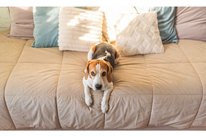 Beagle dog resting on a bed in, an Animal Photo by MadPhotos