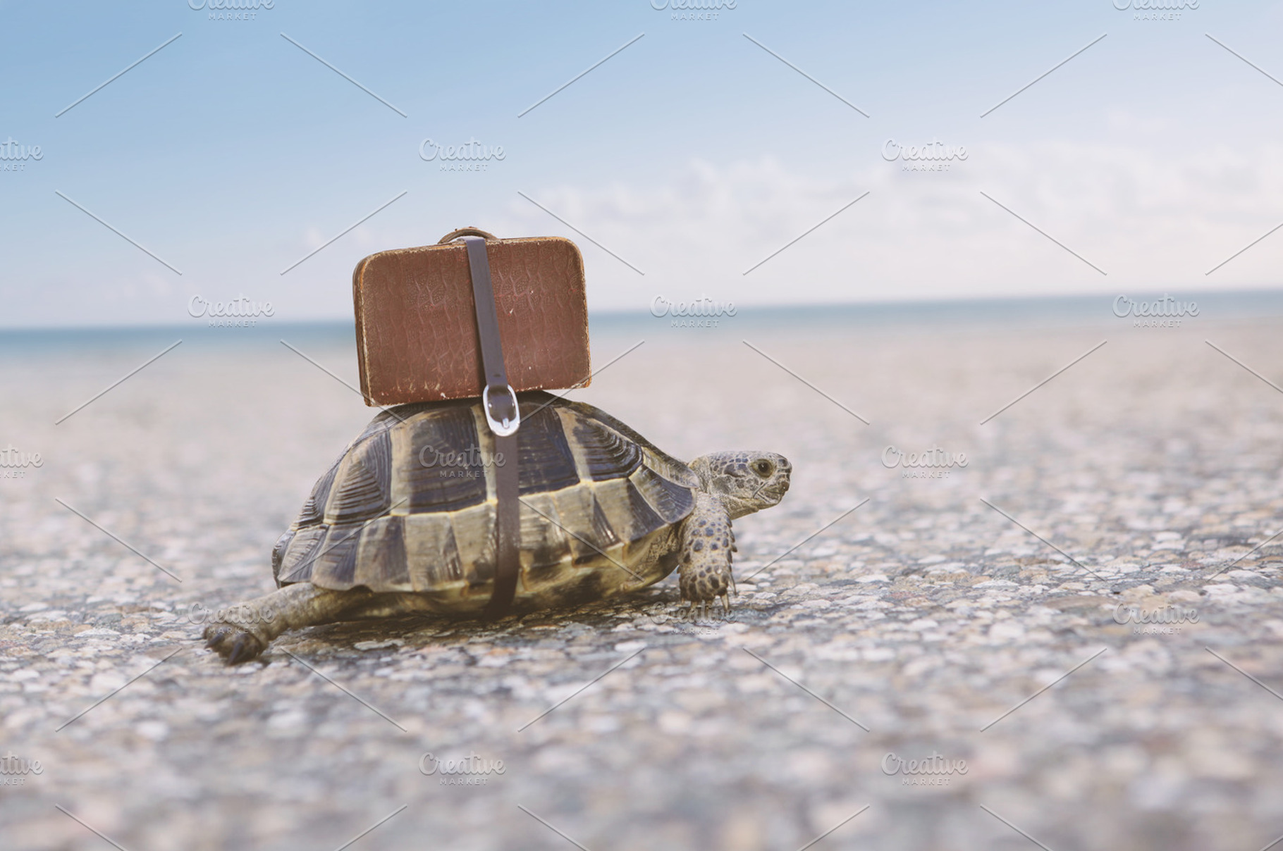 Turtle with suitcase., an Animal Photo by Anton_Sokolov