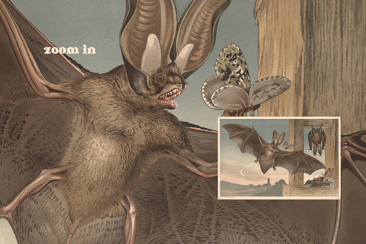 Alfred Fiedler Täubler’s Animals, an Animal Illustration by Digital Museum (Photo 10 of 12)